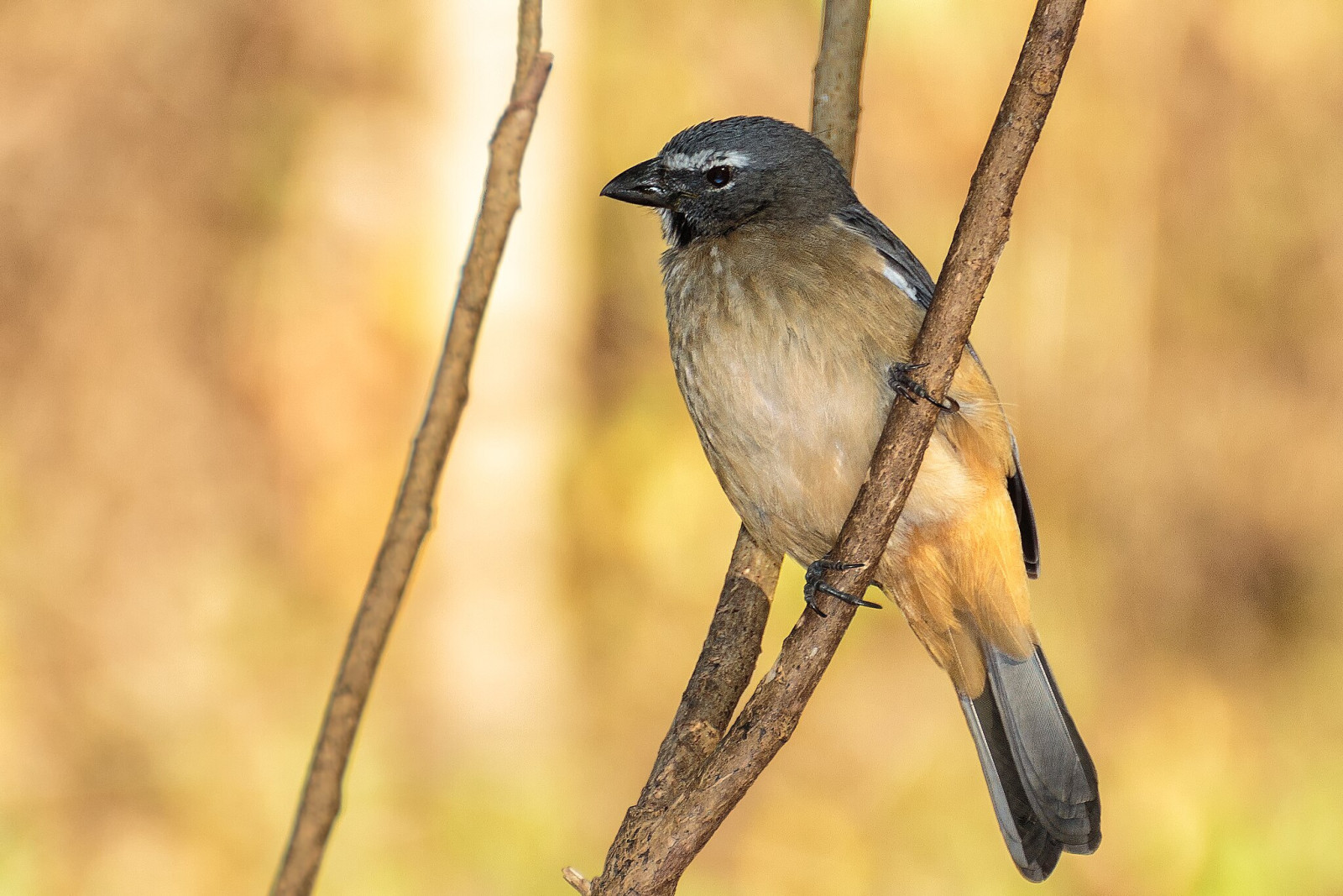 image Greyish Saltator